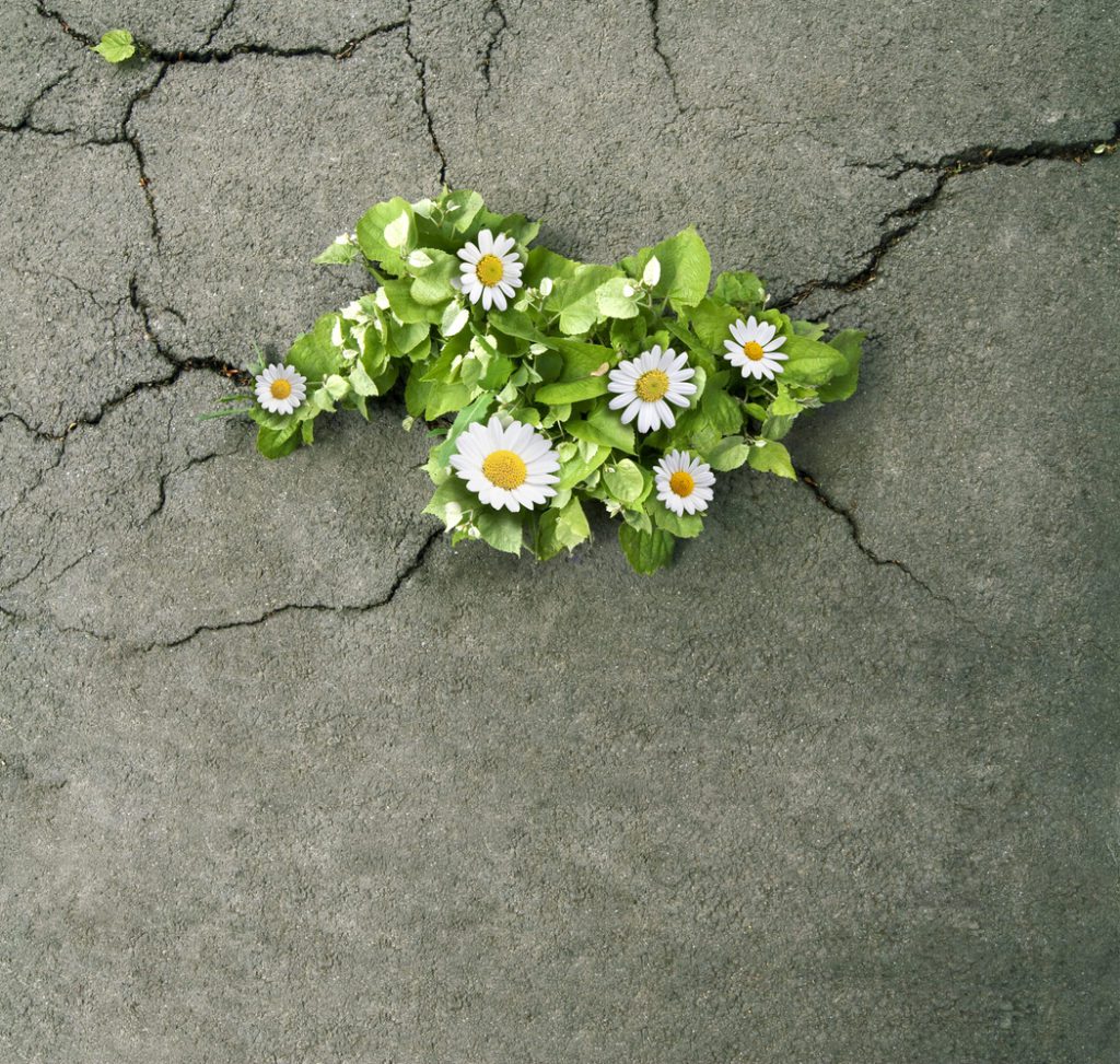 Resilient Flowers